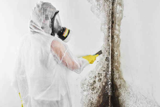Trusted Lincoln, MO Mold Removal Experts