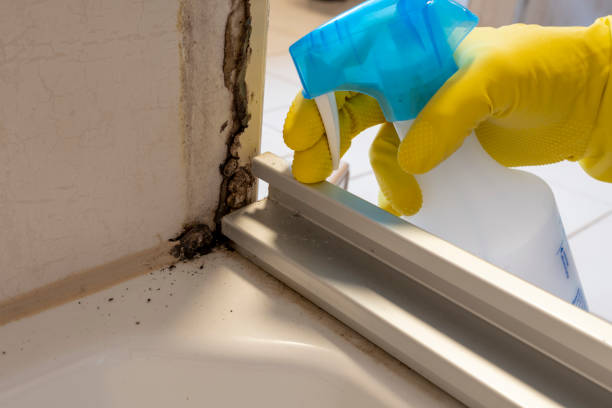 Best Mold Removal and Inspection  in Lincoln, MO