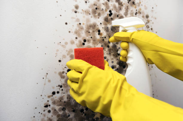 Best Mold Testing  in Lincoln, MO
