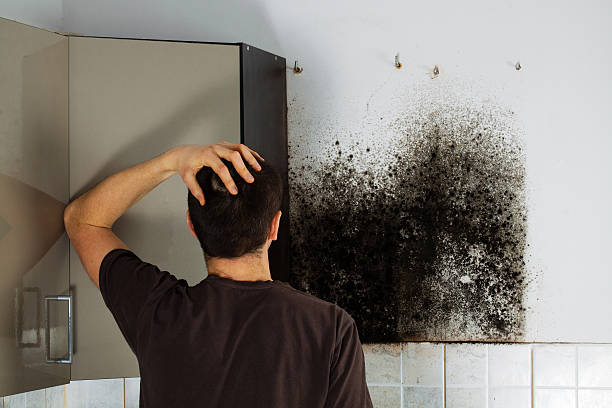 Best Crawl Space Mold Removal  in Lincoln, MO