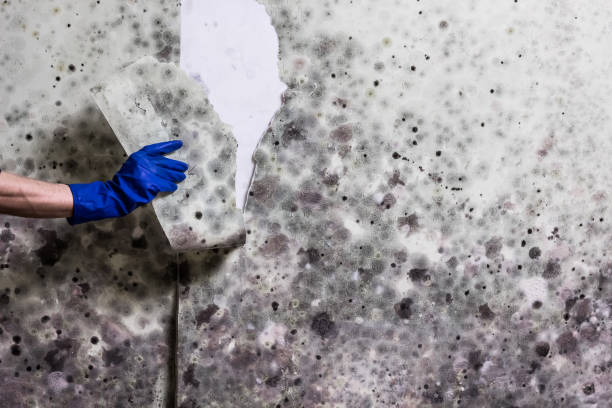 Best Mold Cleaning Services  in Lincoln, MO