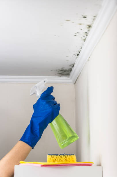 Best Residential Mold Removal  in Lincoln, MO