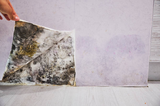 Best Mold Removal Company Near Me  in Lincoln, MO